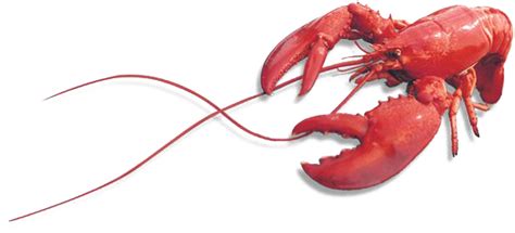 Lobster Png Images Transparent Free Download