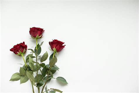 Simple Flower Background Photos, Download Free Simple Flower Background ...