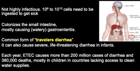 Vibrio Shigella Eiec And Salmonella Flashcards Quizlet