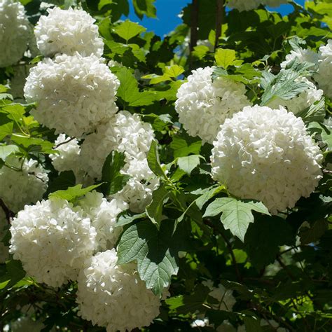 Eastern Snowball Bushes For Sale