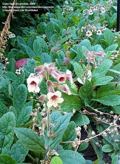 Plantfiles Pictures Chinese Foxglove Rehmannia Glutinosa By Growin