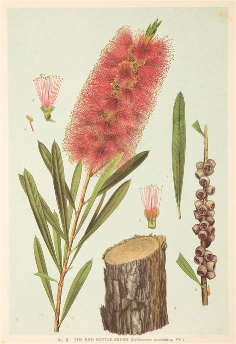 The Red Bottle Brush Callistemon Lanceolatus DC Antique Print