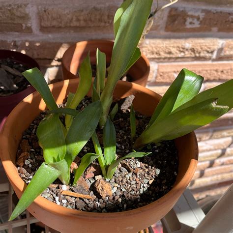 Brown Spots On Agave Demeesteriana Variegata Leaves