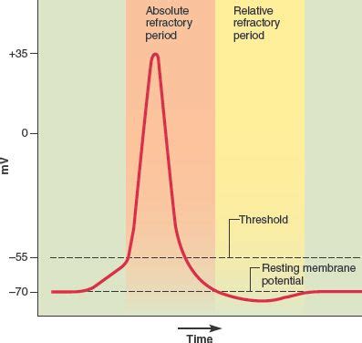 The Refractory Period Is When It Is Difficult To Restimulate A Region