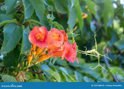 Campsis Grandiflora Commonly Known As The Chinese Trumpet Flower