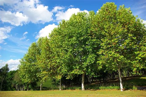 Plátano de sombra Platanus hispanica