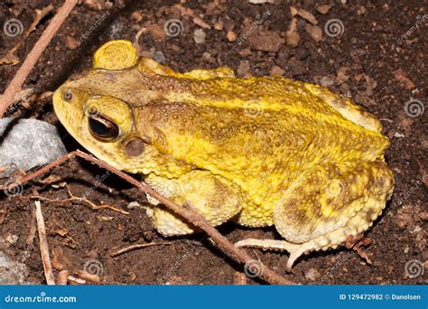 Male of Yellow Toad Incilius Luetkenii Stock Photo - Image of jungle ...