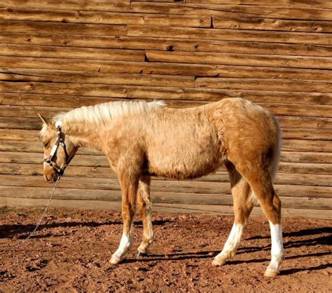 2021 AQHA Palomino Filly