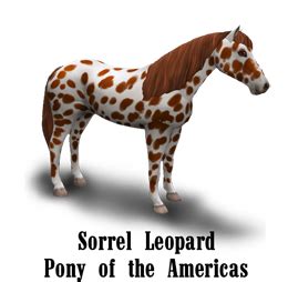 PB_PonyoftheAmericas – Awesome Breed Creations