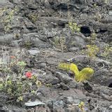 Kīlauea Iki & Crater Rim Trail, Hawaii, Hawaii - 8,820 Reviews, Map ...