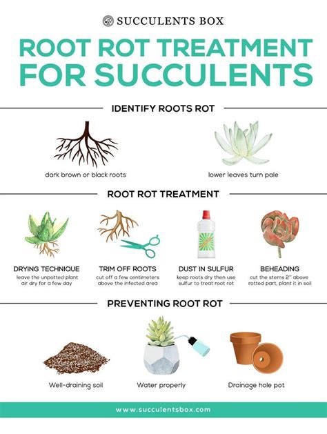 Root rot treatment for succulents | Plants, Plant care houseplant ...