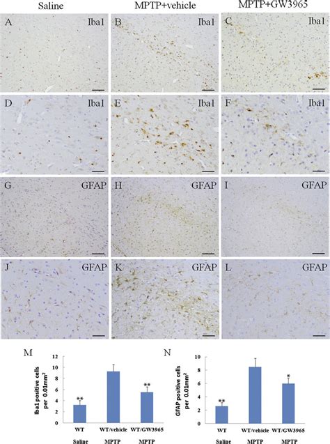 Expression Of Iba1 And Gfap In The Substantia Nigra Of Mptp Intoxicated