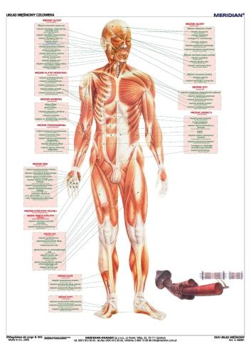DUO Układ mięśniowy człowieka Sklep internetowy Edulex