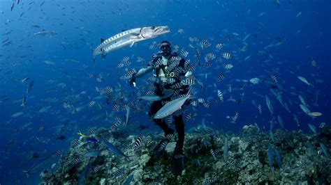 In Fiji, diving with big, hungry sharks - BBC Travel