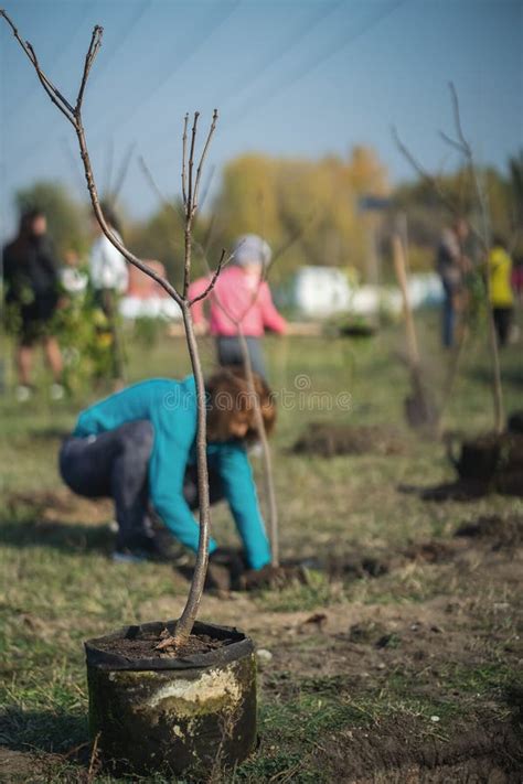 Planting New Trees with Gardening Tools in Green Park Stock Photo ...