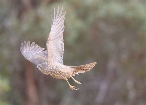 Collared Sparrowhawk Mallee Conservation