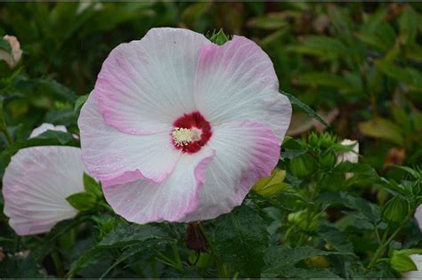 Flower Breeders To Debut Hot New Perennials For At California