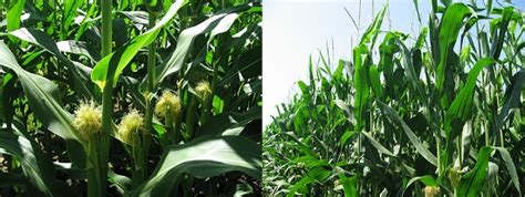 Fungicides On Our Corn Fields A Case Study On Foliar Fungicide Use