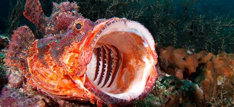 Scorpion Fish – Lazy Penguins