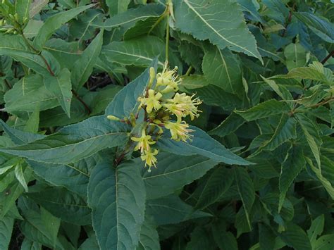 harsh slopes – Rachels Native Plants