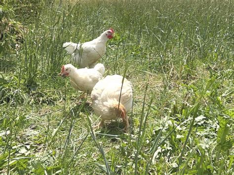 Ist Bio Hähnchen wirklich gesünder Fakten im Vergleich zu