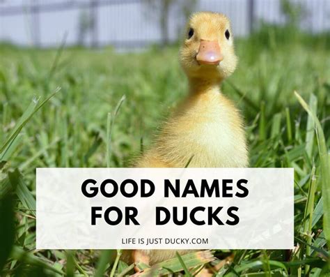 300 Good Duck Names For Your Backyard Flock. - Life Is Just Ducky