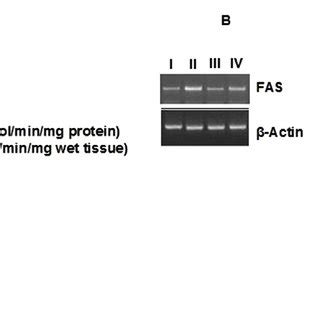 Effect Of Gingerol Treatment On Hepatic And Plasma Fas Activity A