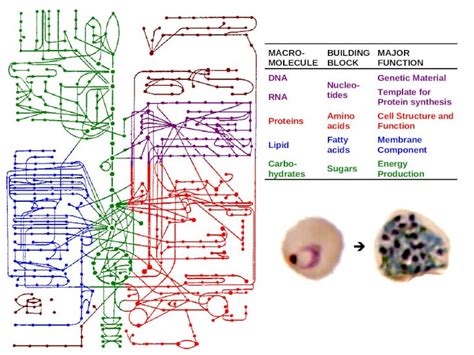 Ppt Sources Of Amino Acids Dokumen Tips