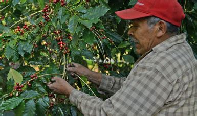 Visita Misi N Comercial Europea A Productores Mexicanos De Caf