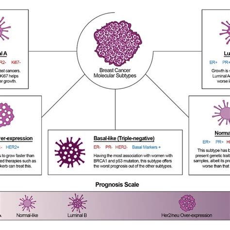 Molecular Subtypes Of Breast Cancer And Their Relative Prognostic Outcome Download Scientific