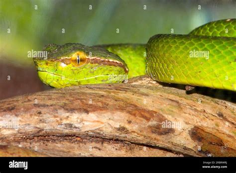 North Philippine Temple Pit Viper Tropidolaemus Subannulatus Hi Res