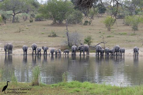 World Elephant Day Jennifer Sawicky Photography