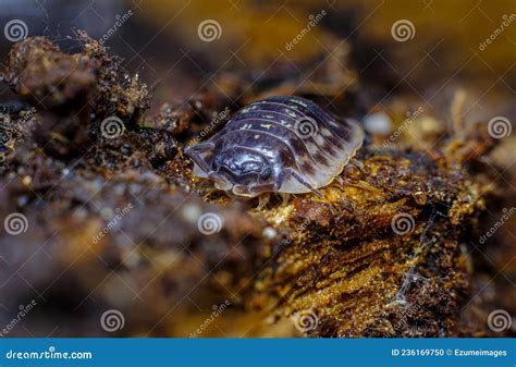 Pill Bug Armadillidiidae Royalty Free Stock Image