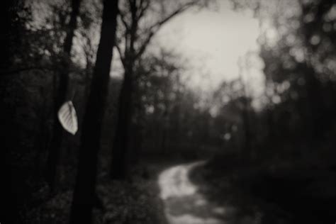 Path In The Woods Fine Art Nature Photography Creative And Artistic