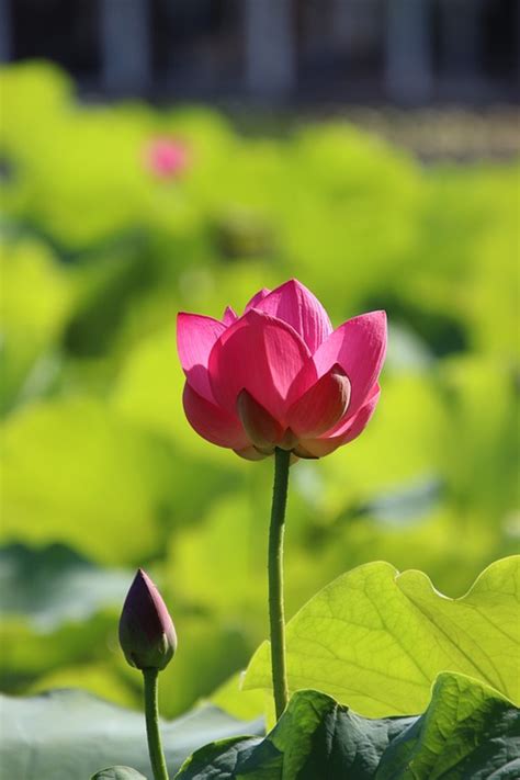 Lotus Blume Lotusblume Pinke Kostenloses Foto Auf Pixabay Pixabay