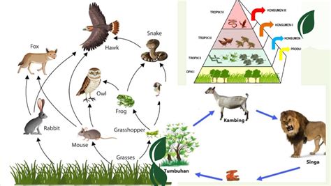 Mengenal Konsep Rantai Makanan Jaring Jaring Makanan Dan Piramida