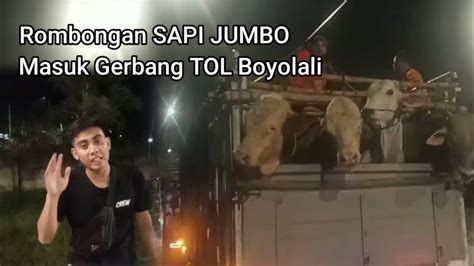 Muat Berapa Ekor Deretan Truk Pengangkut SAPI JUMBO Memasuki Gerbang