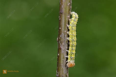 Moosgr Ner Eulenspinner Raupe Bild Bestellen Naturbilder Bei Wildlife