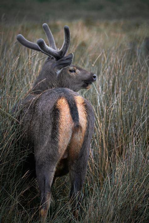 Back View Of A Deer Standing In Tall Grass · Free Stock Photo