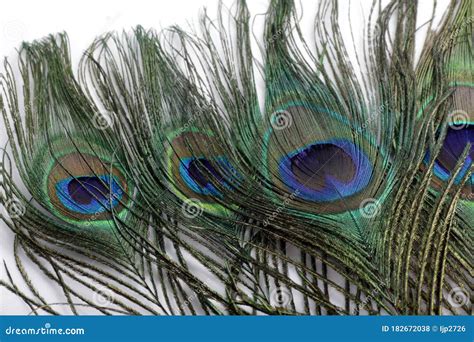 Photo De La Plume Masculine De Peafowl De Paons Photo Stock Image Du