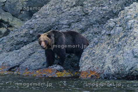 知床 羅臼 相泊ヒグマクルーズからのヒグマ 北海道知床観光の写真素材 229972850 イメージマート