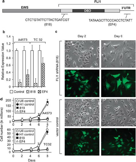 Short Hairpin RNA Mediated Knockdown Of EWS FLI1 In EFT Cell Lines A