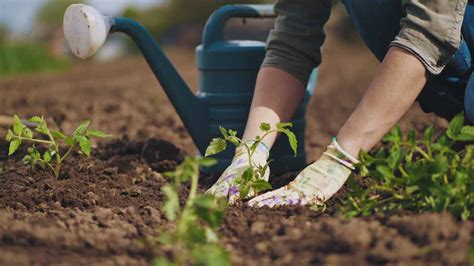 Borlanda fluida cos è e perché è utilissima per frutteti e orti