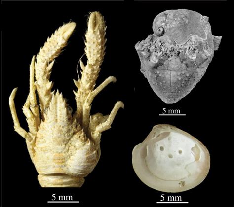 Increase In Marine Parasitism Through Time Linked To Biodiversity