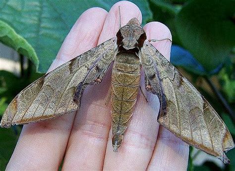 56 Best Of Moths Of Florida Insectza