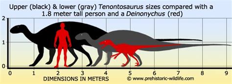 Tenontosaurus Pictures & Facts - The Dinosaur Database