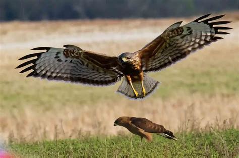 Comparing Red-Tailed Hawk Vs Coopers Hawk-🦅🆚🦅A Closer Look ...