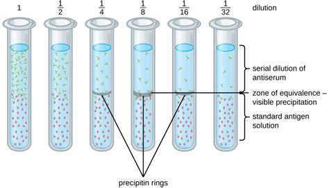 Detecting Antigen Antibody Complexes Microbiology