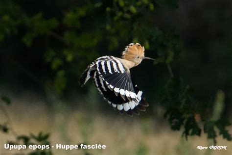 Huppe Fasci E Marc Vignon Flickr