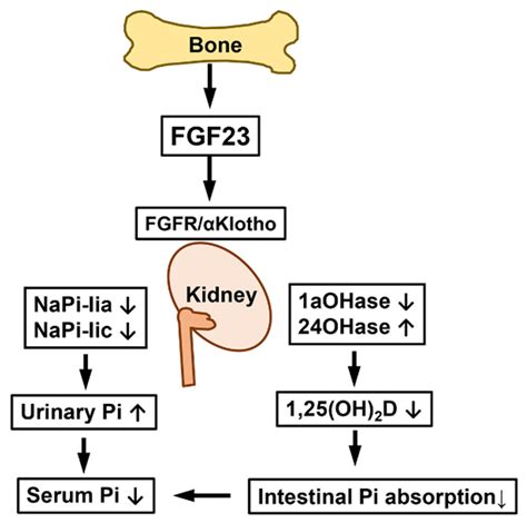 Pathogenesis Of Fgf23 Related Hypophosphatemic Diseases Including X